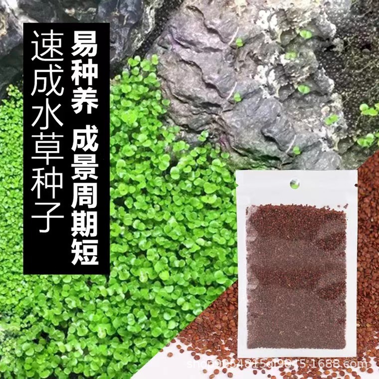 鱼缸装饰牛毛水草种子前景迷你小对叶植物水族箱淡水造景真水草