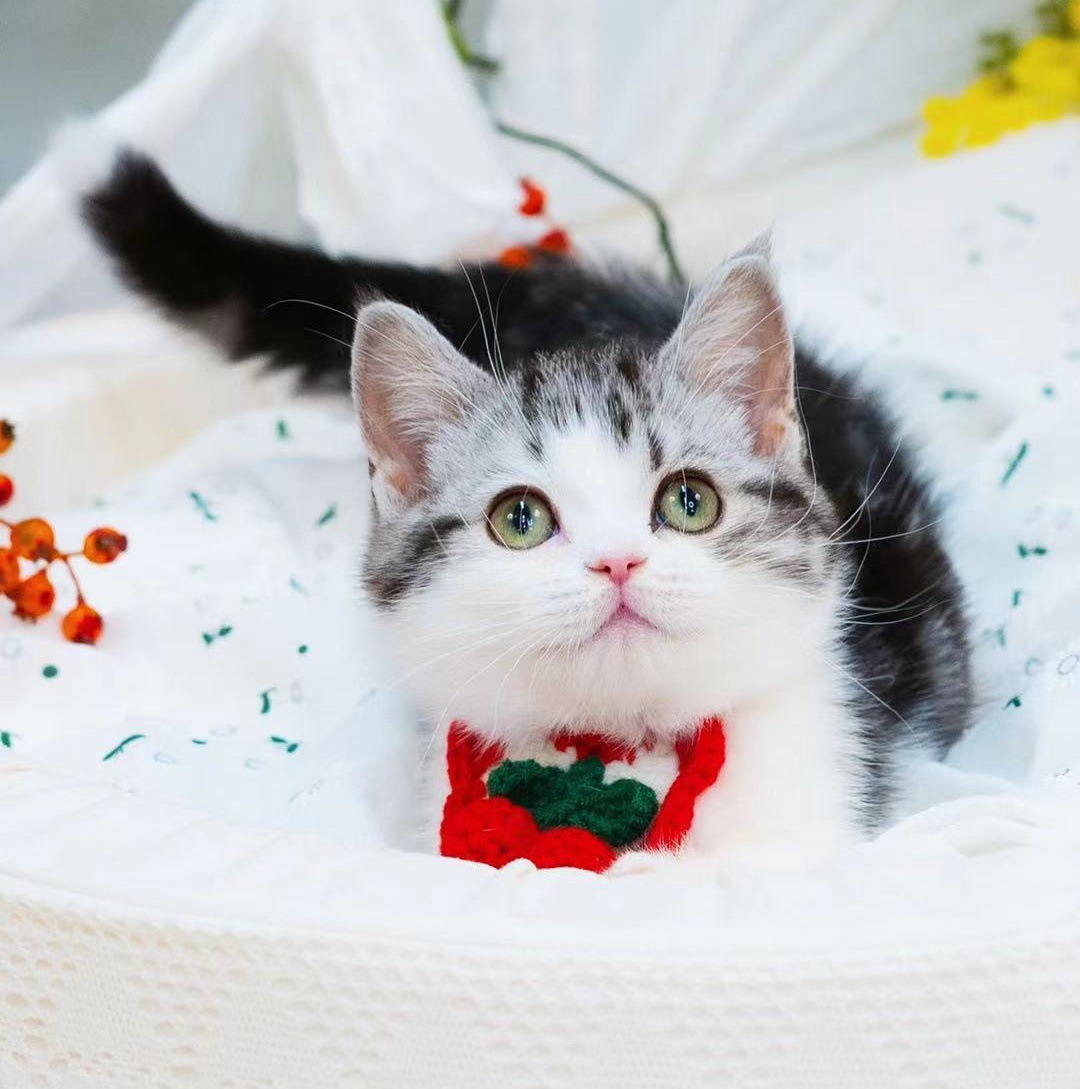 纯种美短猫虎斑美短加白起司美国短毛猫折耳猫幼崽宠物猫咪活物