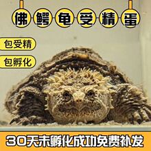 大鳄龟蛋受精蛋可孵化鳄龟乌龟原种纯佛鳄大鳄龟可孵化受精蛋套装