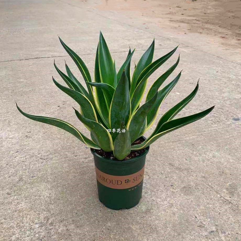 金边龙舌兰盆栽 多肉植物 虎皮兰绿植花卉超好养防辐射吸甲醛包邮