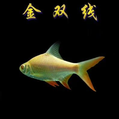 观赏鱼金凤银凤活体双线侧鱼泰国鲫金银元宝鲫红鳍鲫鱼热带鱼龙鱼