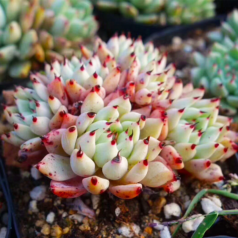 防辐射化缀多头好肉盆栽状态植物绿爪花卉植物绿爪原始肉群生多肉