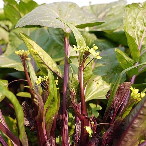 农家菜湖北红菜苔新鲜紫菜苔现摘洪山苔菜洪湖特产青菜红色芸菜苔
