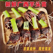 芋头苗种荔浦种子广西种苗育苗种秧苗红芽盆栽种植苗
