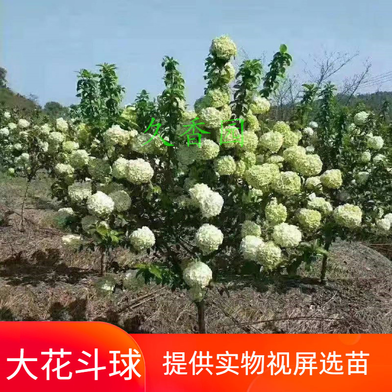 木本绣球树苗中华木绣球苗琼花树苗大花斗球八仙绣球花苗绣球树苗