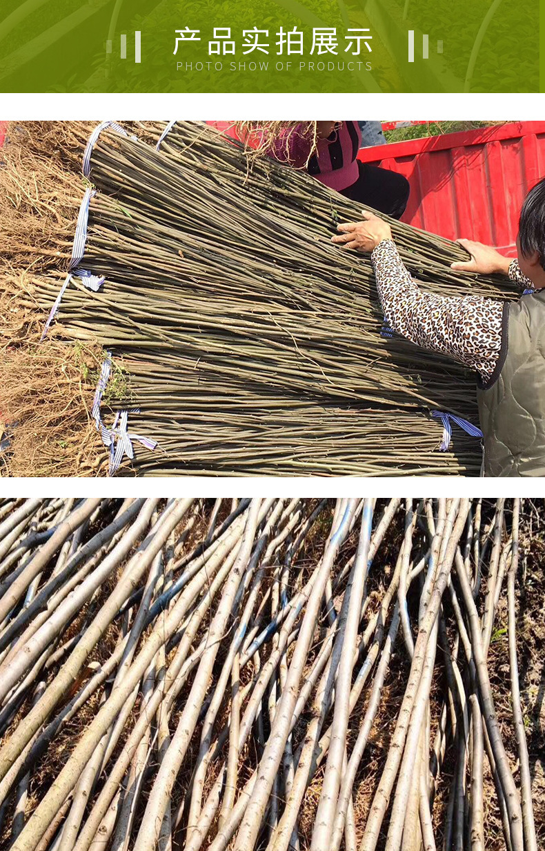 批发榉树小树苗 红榉树小苗叶榉小叶榉树造林树苗 大量批发