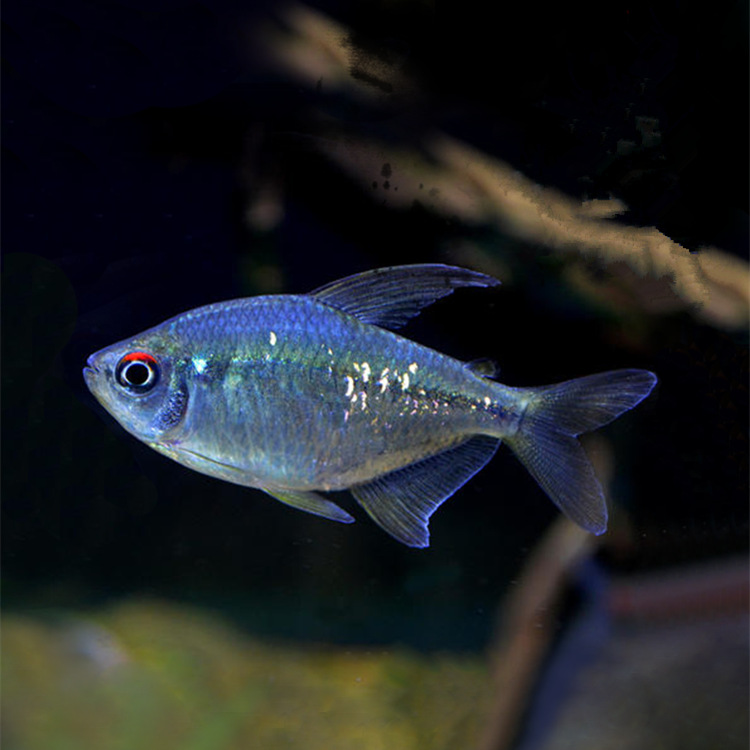 南美钻石灯鱼活体热观赏鱼灯科鱼水族宠物鱼上海渔场批发草缸群游