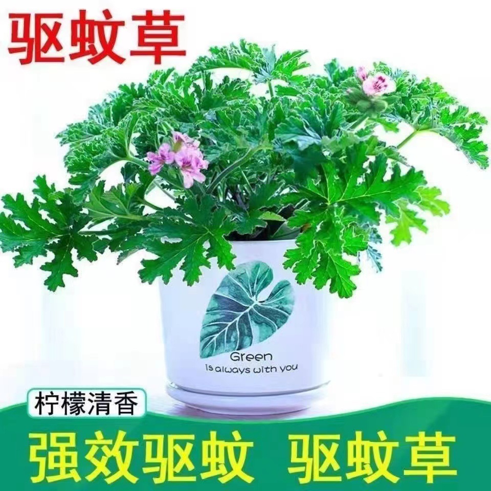 耐寒四季常青驱蚊草盆栽植物室内外净化空气防蚊子香草绿植花卉