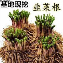 新韭菜根苗四季韭菜白根现挖韭菜根大叶紫韭菜蔬菜苗庭院阳台盆巧