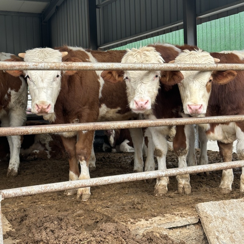纯种西门塔尔牛多少钱 肉牛犊鲁西黄牛 母牛广西那里有养牛基地