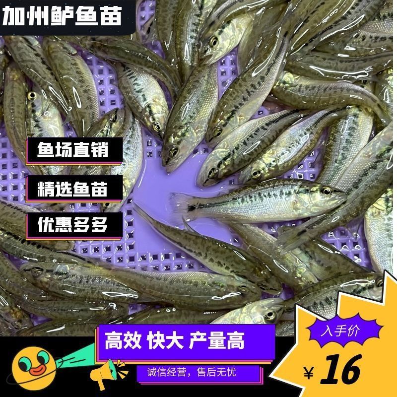 优鲈三号鲈鱼苗淡水加州鲈鱼苗大口黑鲈鱼苗加洲鲈卢鱼苗七星泸鱼