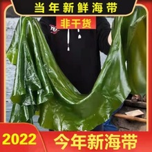 大连新鲜盐渍海带饭包2500g整箱野生海带新鲜凉拌火锅食材批发3斤