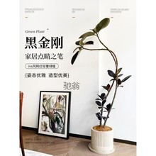 lb7黑金刚橡皮树客厅大型绿植阳台四季植物造型室内好养大盆栽办