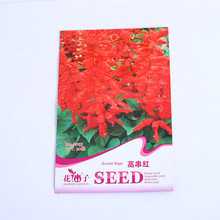 高串红花种子一串红花草种籽庭院盆栽园林植物花卉种子高串串红籽
