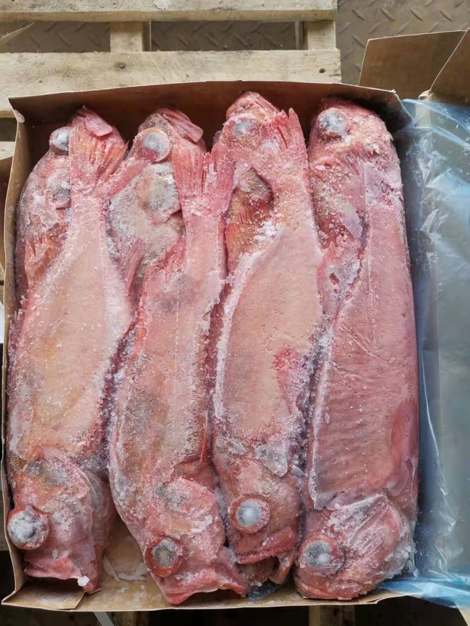 箱装22kg船冻深海挪威冰岛红鱼新鲜红石斑鱼