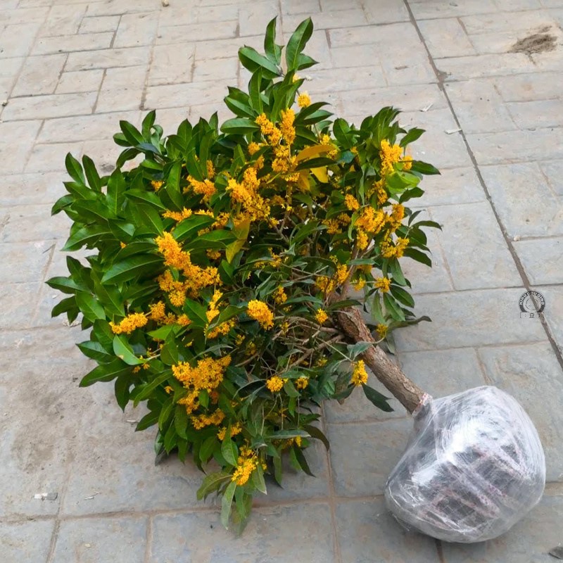 桂花树苗盆栽庭院矮株金桂八月四季地栽浓香型花卉绿植物大桂花树