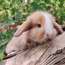 宠物兔进口血统迷你荷兰免小型茶杯兔侏儒兔子活物凤眼海棠垂耳兔