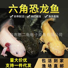 渔场直发六角恐龙鱼观赏鱼蝾螈冷水鱼淡水鱼水族网红宠物鱼苗好养