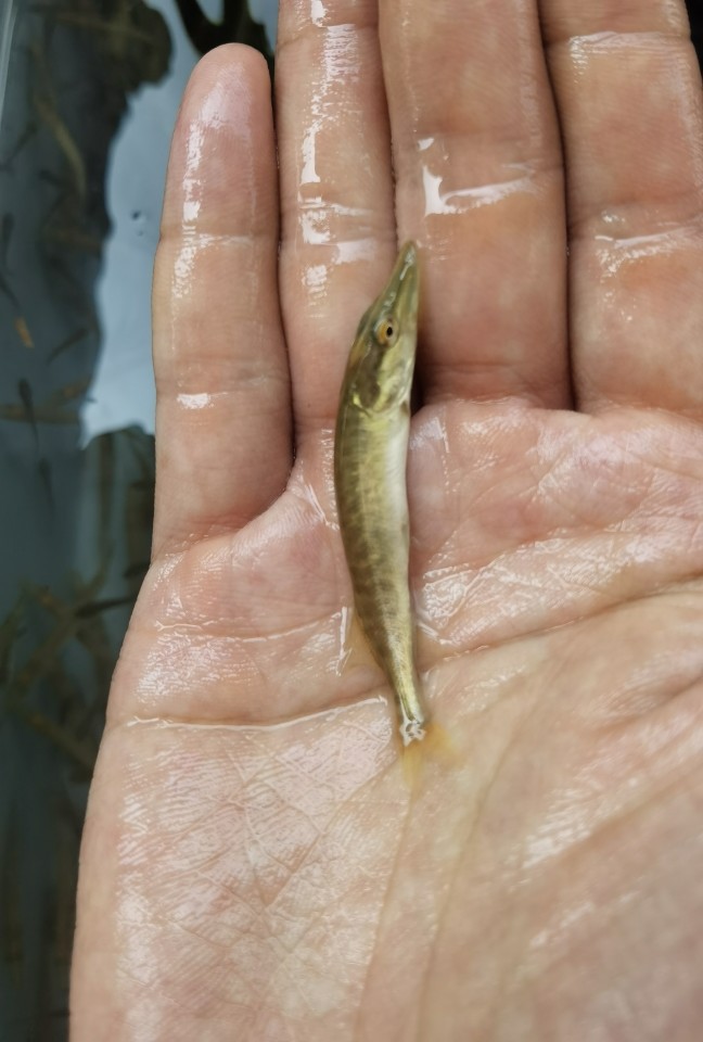 狗鱼苗冷水不加温凶猛鱼淡水白斑狗鱼非黑斑狗鱼活体原生吃小鱼