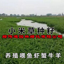 小米草种籽养殖水草虾蟹雀叶稗湖南稷子牧草种子水草草籽喂鱼草种