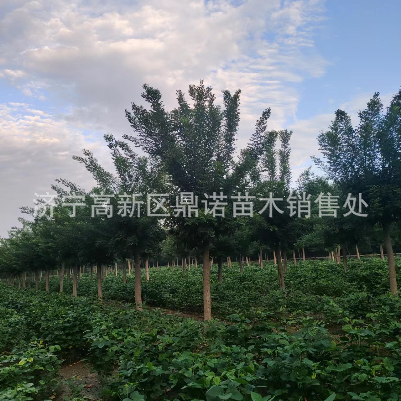 大规格速生国槐黄金国槐街道绿化工程树黄金槐树-阿里巴巴