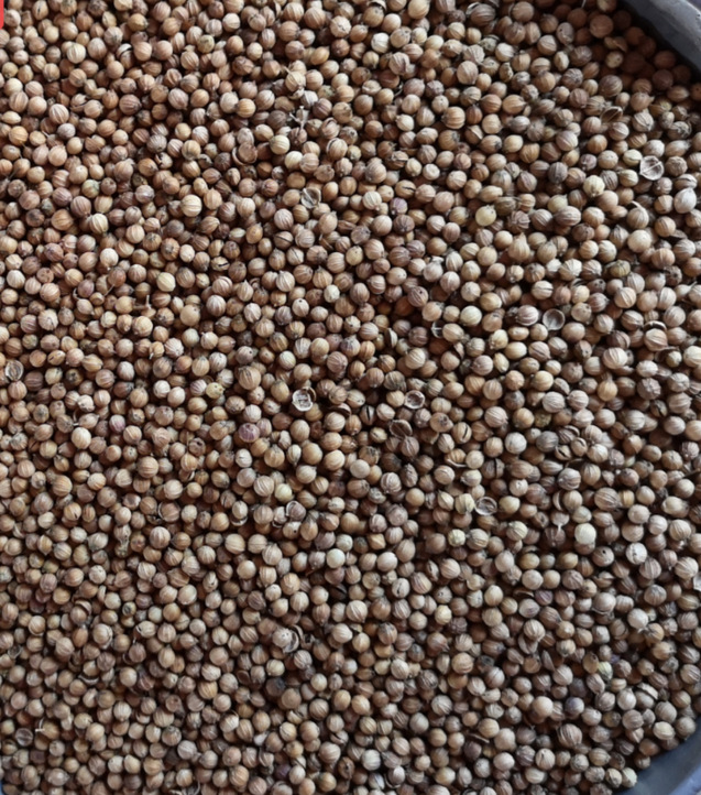 好阳光农资蔬菜种子泰国亢热大粒元西香菜芫荽基地田园1件1斤