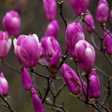 红黄玉兰花树苗盆栽紫玉兰白玉兰花老桩阳台庭院别墅浓香花卉植物