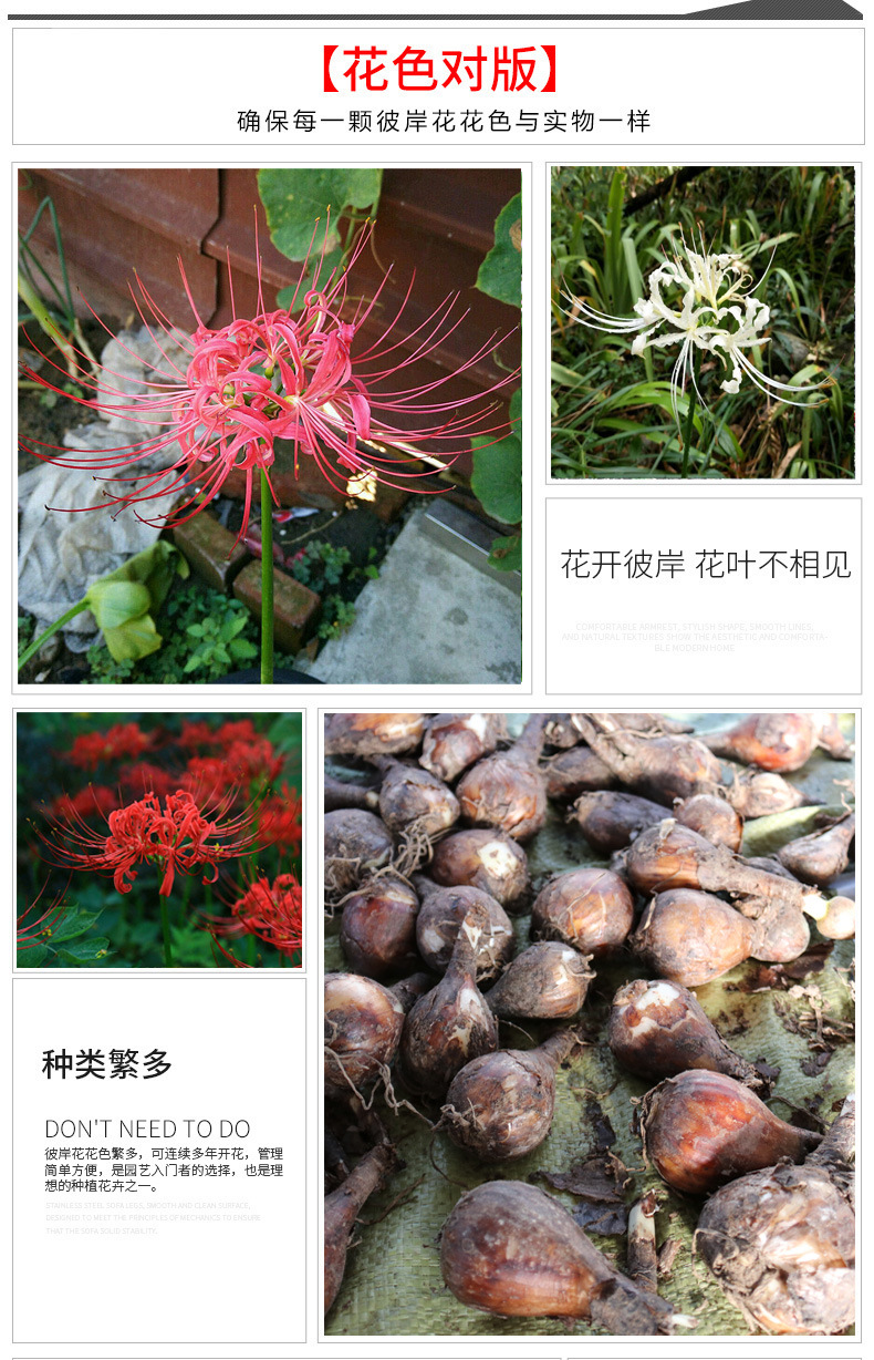 批发彼岸花种球 石蒜种球曼珠沙华种子曼陀罗华种球颜色齐全