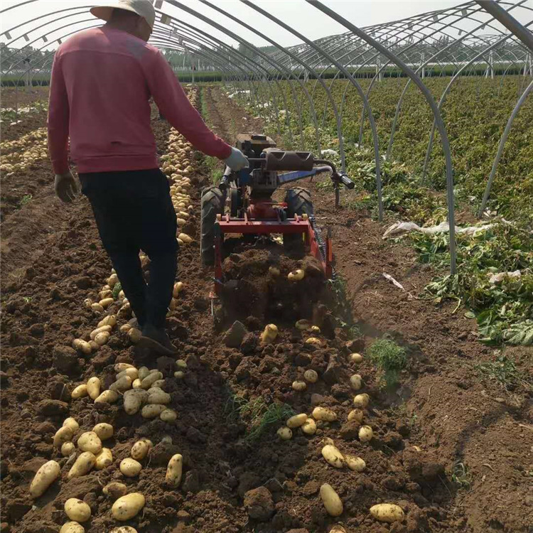 手扶马铃薯出土机 土豆红薯收获机 效果好土豆杀秧机