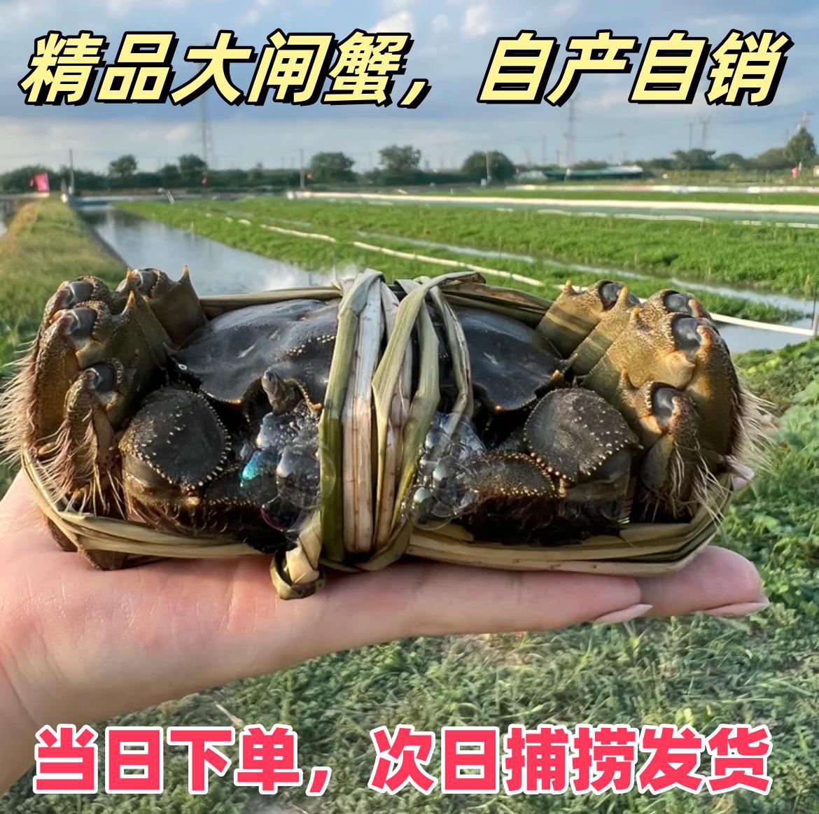 【不肥包赔】江苏精品大闸蟹新鲜螃蟹蟹塘直发精品礼盒包装
