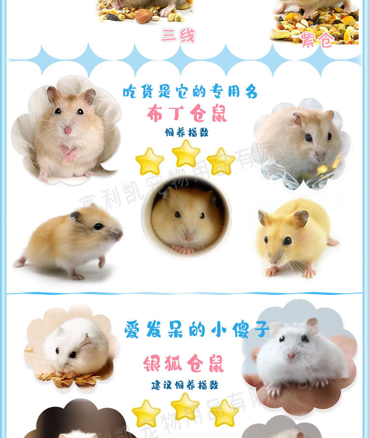 仓鼠活体宠物宝宝布丁银狐三线紫仓小宠物公熊仔鼠活体公公婆婆