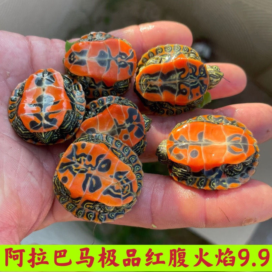 火焰龟活体观赏龟吃菜龟火焰龟乌龟活体小宠物深水龟素食龟招财龟