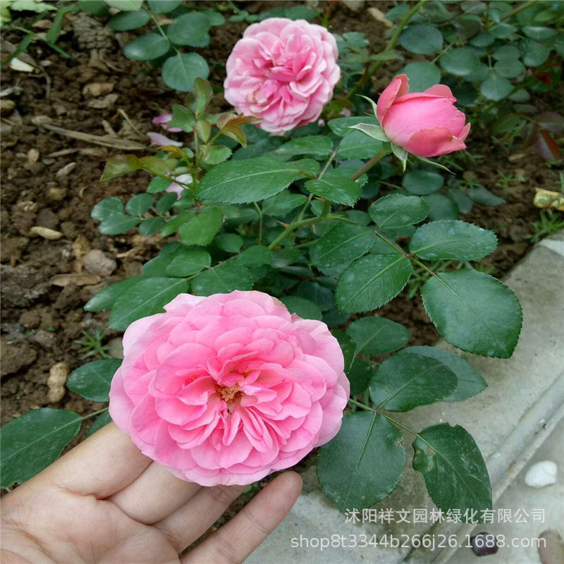 苗圃直销欧月 多花藤本类粉色达芬奇 多花藤本月季 品种粉达月季