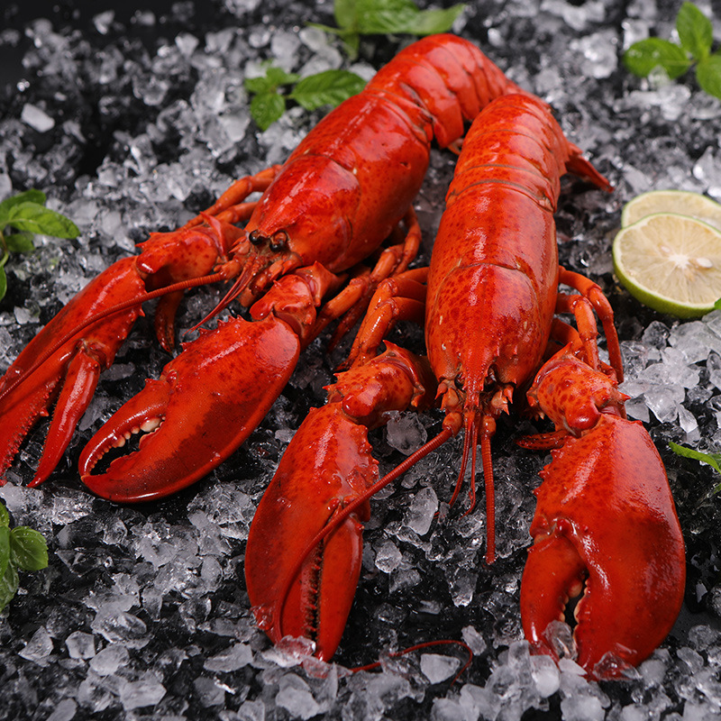龙虾波士顿大龙虾澳洲澳龙鲜活特大波龙波斯顿海鲜水产大活虾深海
