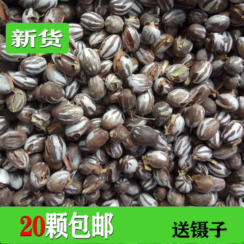 杨拉罐洋辣子罐蛋活包邮幼虫高蛋白粮食野生鱼饵鸟仓鼠零食坦克虫