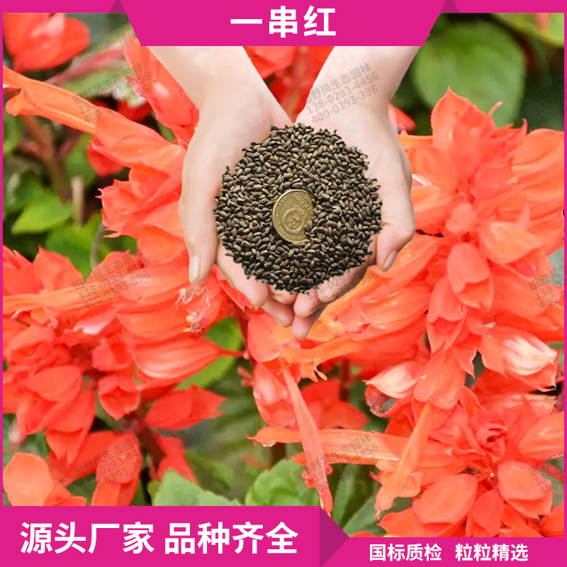 一串红种子一年生草本植物易种易活庭院阳台盆栽花卉花草种子批发