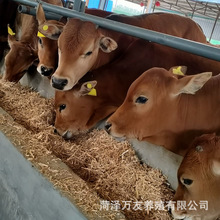 肉牛牛犊 活牛 小牛的价格 出售鲁西黄牛活体牛犊西门塔尔牛苗