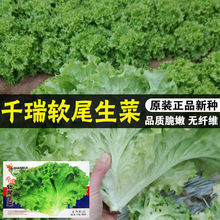 软尾生菜种子阳台种植青菜种籽秋季室内菜孑四季水果蔬菜苗生菜籽
