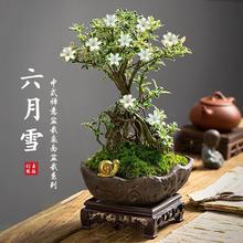 微茶桌老桩盆栽六月雪盆景花卉提根桌面植物悬崖迷你金边绿植造型