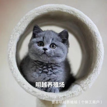 活体蓝猫蓝白猫现货批发纯种德文猫咪美短猫咪幼猫活物猫豹猫活体