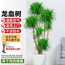 网红龙须树客厅绿植大型多头龙血树龙铁树室内客厅盆栽植物盆景苗