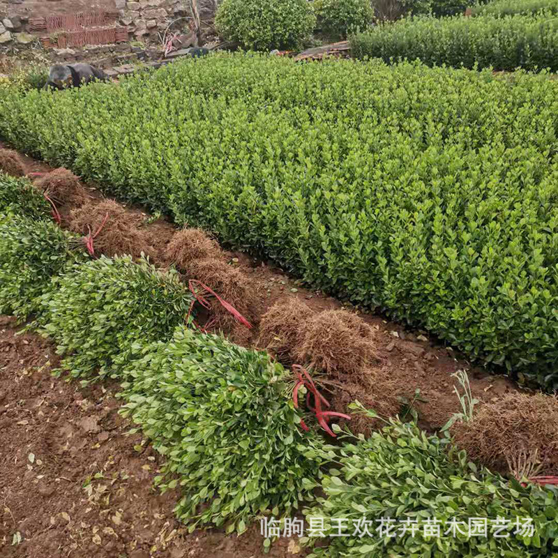 大叶黄杨绿化苗木行道树绿篱植物大叶黄杨苗冬青苗四季长青