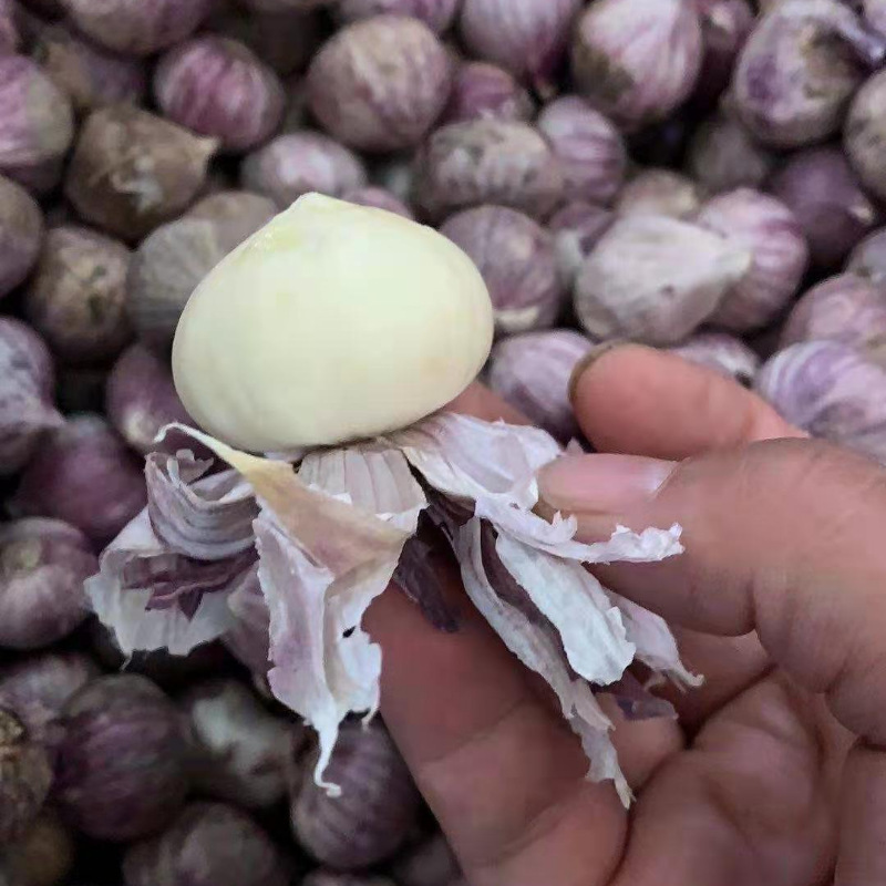 跑江湖摆地摊独蒜白皮紫皮独蒜独蒜产地 独蒜厂家