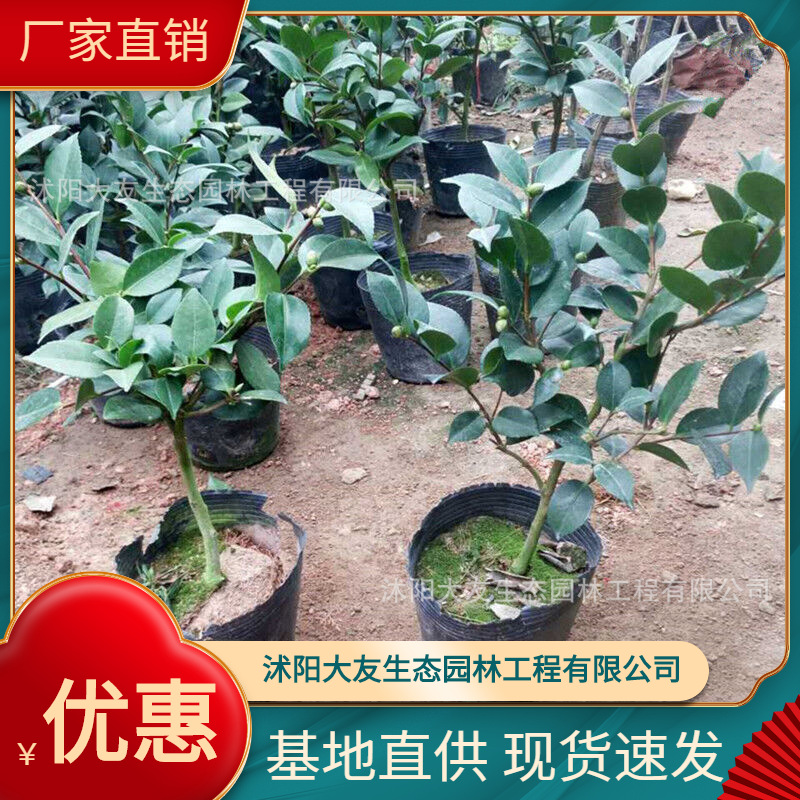 基地批发 自产自销山茶树苗 景区造景道路园林工程绿化苗