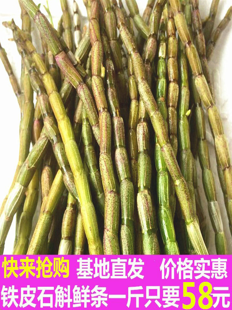 粗壮长条 挑选云南新鲜铁皮石斛鲜条一斤500g滋补枫斗中药材直发