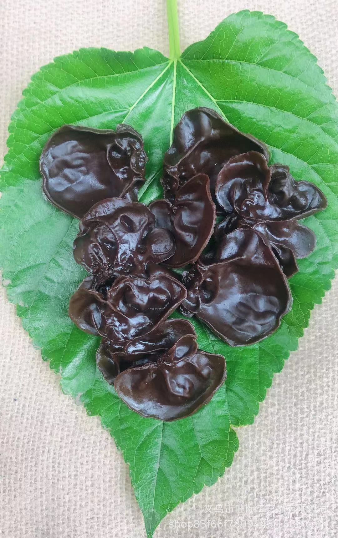 仿真木耳 黑木耳模型厨房饭店菜品展示diy火锅材料拍摄展示道具