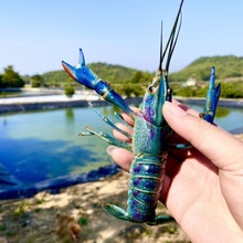 龙虾淡水鱼缸养殖宠物蓝龙虾鱼塘红鳌鳌虾可繁殖观赏厂家直销代发