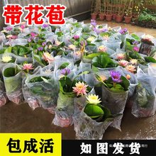 睡莲带花苞水培植物四季开花荷花莲花水养阳台庭院池塘花卉盆栽ns