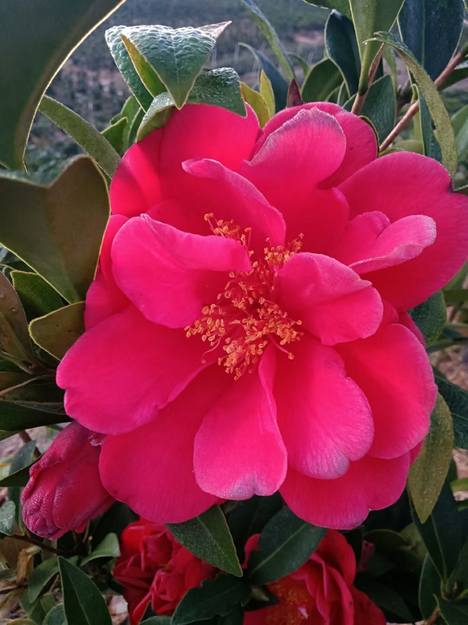 2112基地批发 供应 四季茶花 红山茶 05-2.5米高袋苗盆栽四季开花