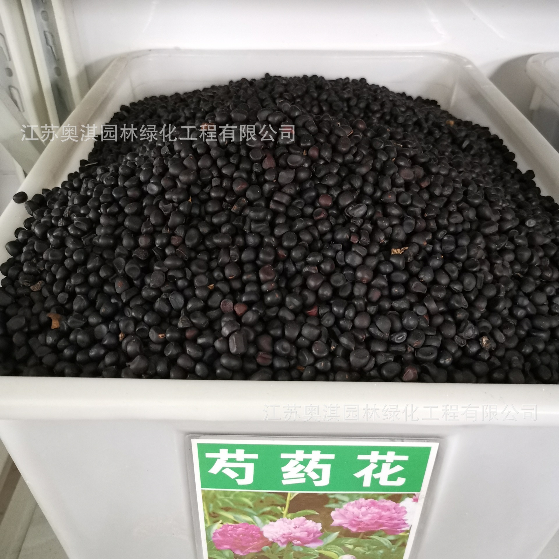 芍药花种子白芍芍药种苗籽室内庭院盆栽四季易活耐寒花卉多年生